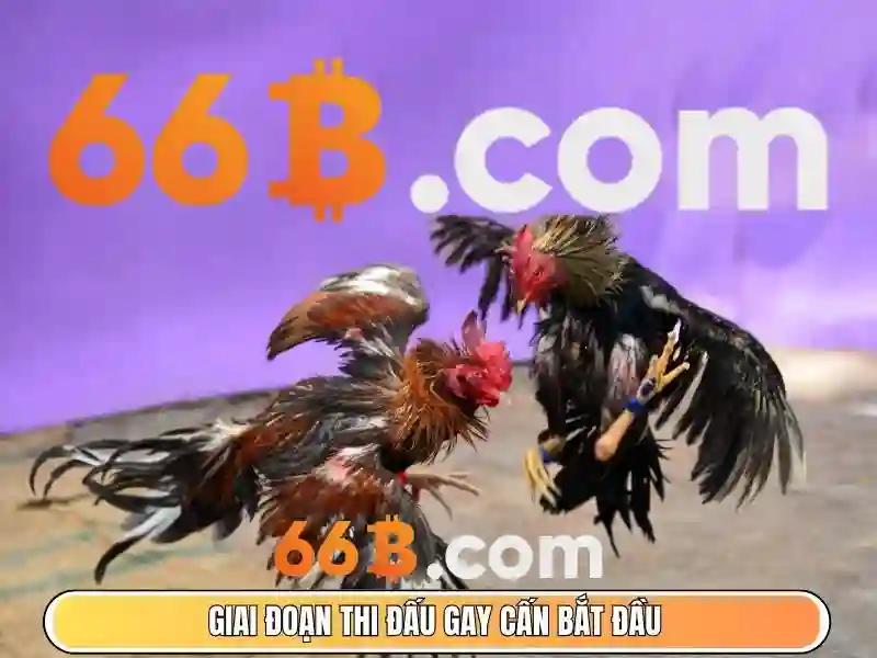  66b cá cược - 66B