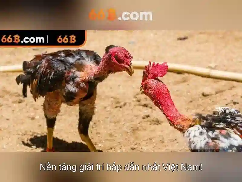 66b | Nền tảng cá cược trực tuyến đáng tin cậy và toàn diện