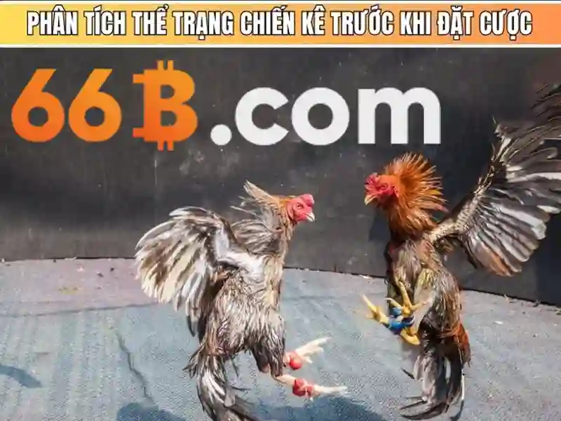  Mẹo Cá Cược - 66B